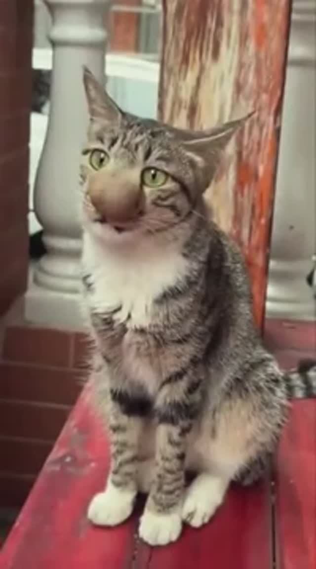 Играл с пчелой, проиграл 😳