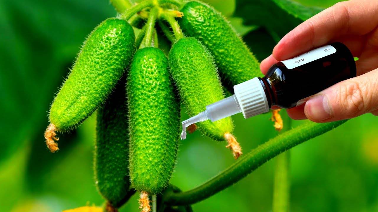 Как 2 капли изменят ваши огурцы секрет, который поразит каждого огородника!