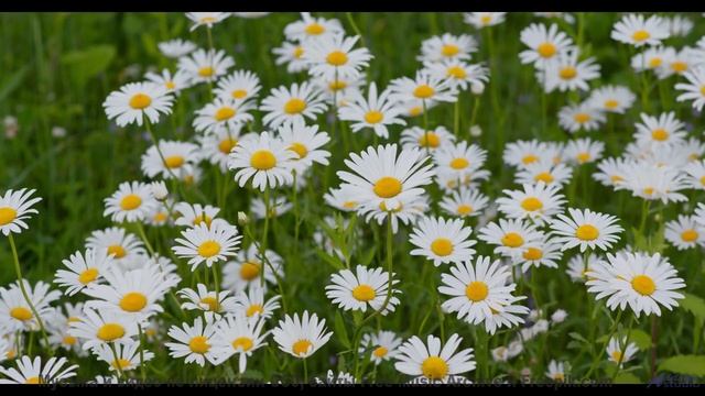 Трек, который изменит взгляд на природу - A Mile or more in a Foreign Clime -- 10 Echo -- Unnamed al