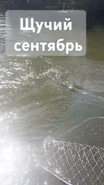 Клев щуки в сентябре #fishing #щука #рыбалка #shorts