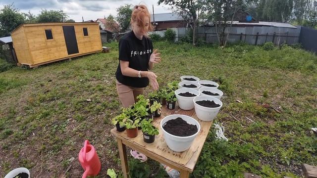 12.06.25 Сажаю петуньи в вазоны и горшки