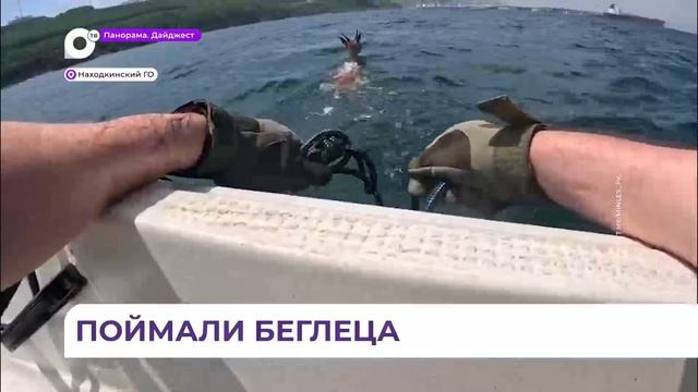 В поселке Козьмино заметили пятнистого оленя