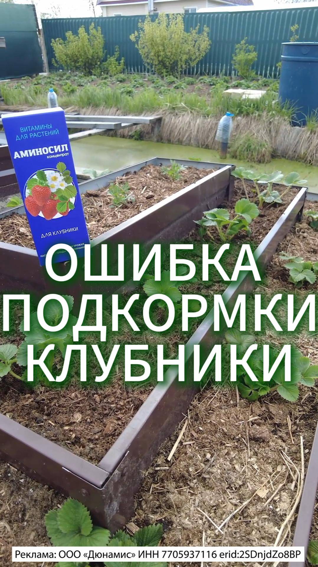 ОШИБКИ ПОДКОРМКИ КЛУБНИКИ /УДОБРЕНИЕ СУХОЕ ИЛИ ЖИДКОЕ, ЧТО ЛУЧШЕ #огород #садоводничество #дача