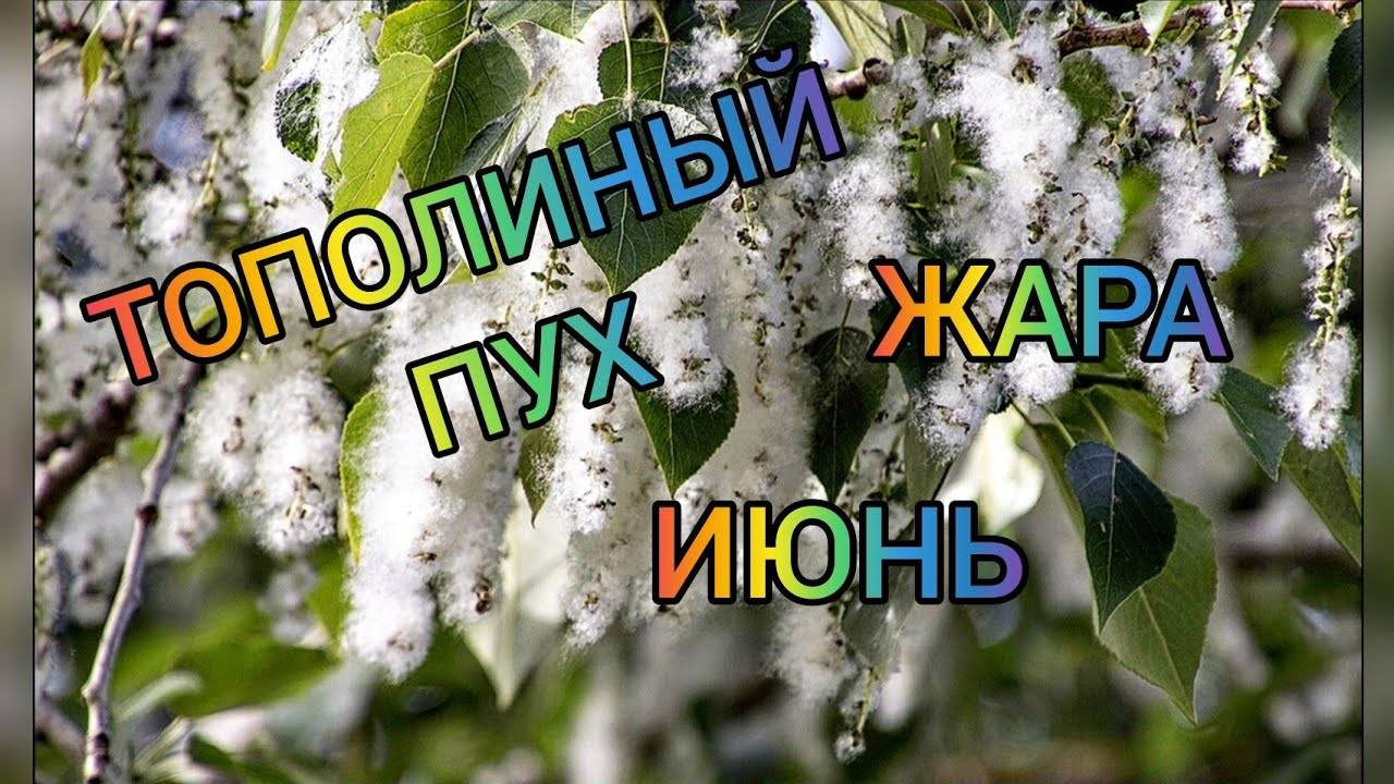 ДИМА ПРОВЕТРИЛ ГОЛОВУ И ОНА СТАЛА ПОДАВАТЬ ИДЕИ