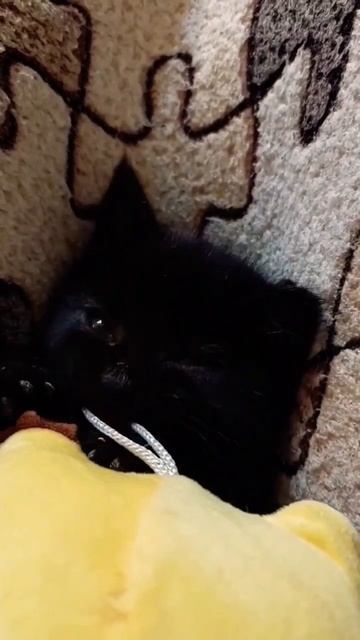 Котёнок - милашечка Мяф 🥰  
#смешныекотята#funnycats#youtubeshorts#котики#забавныеживотные#