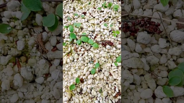 Клематис маньчжурский.  Вполне можно вырастить из семян