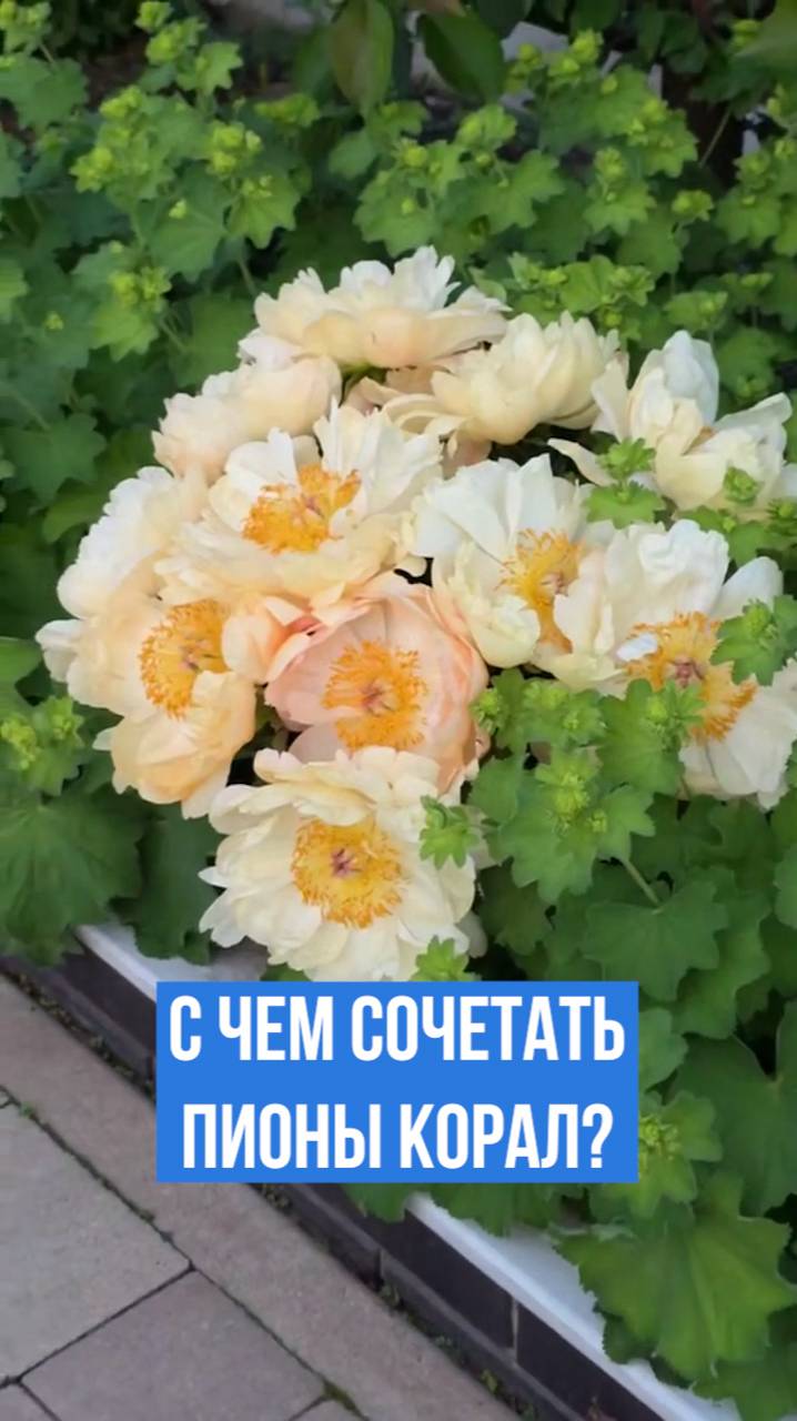 С чем сочетать пионы серии Корал.
