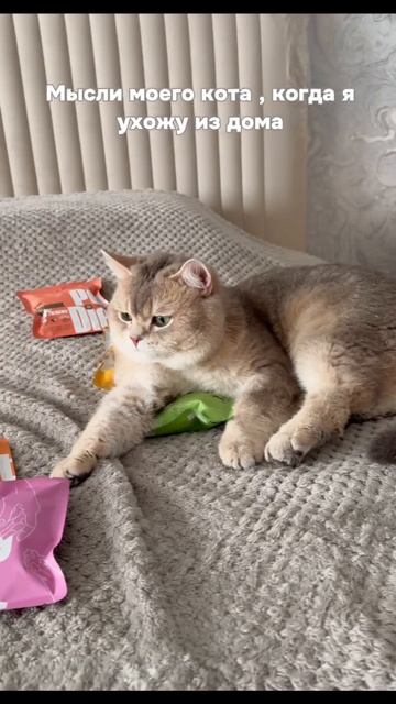 Pet Diet - натуральное питание для ваших котиков