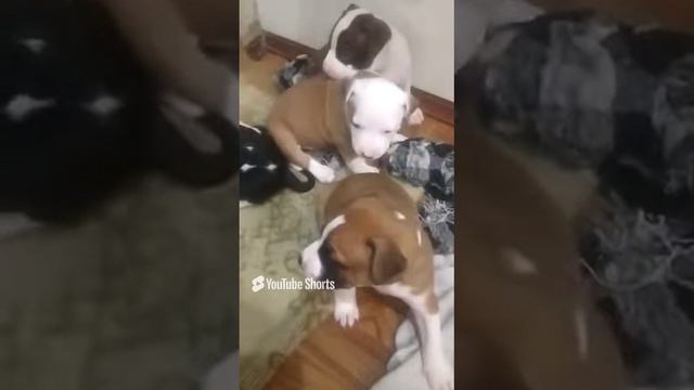 1000003144.mp4