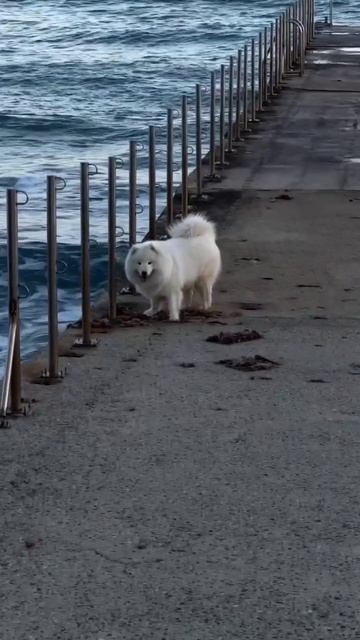 🪽🌊