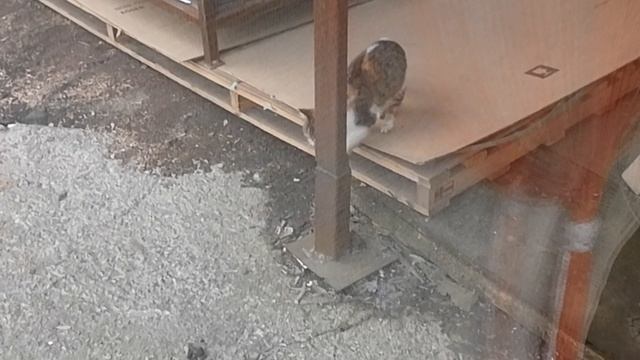 эп коротк 17.04.25 коти актёры