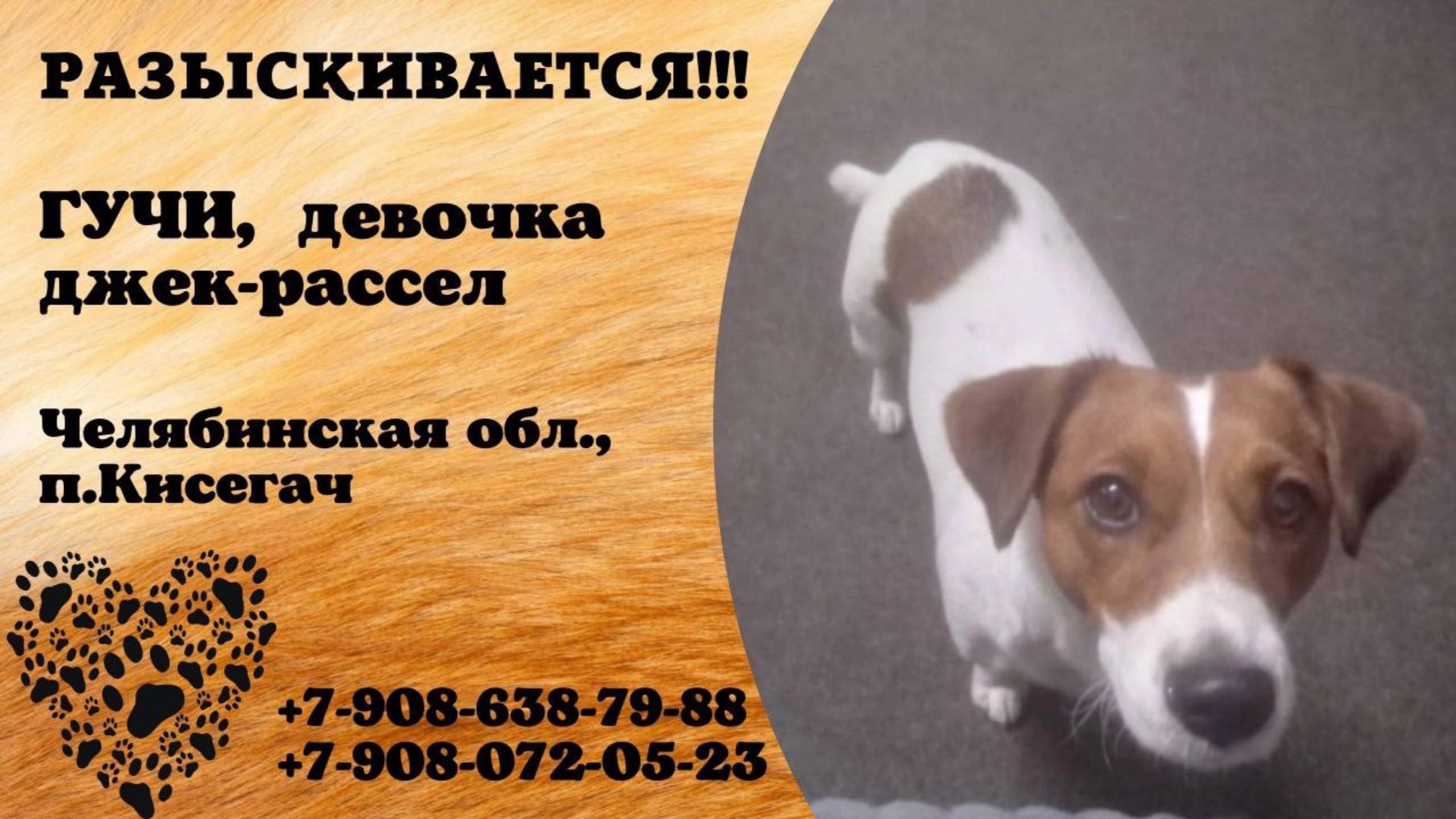 Пропала собака! ГУЧИ, девочка, джек-рассел. Челябинская обл., п.Кисегач.