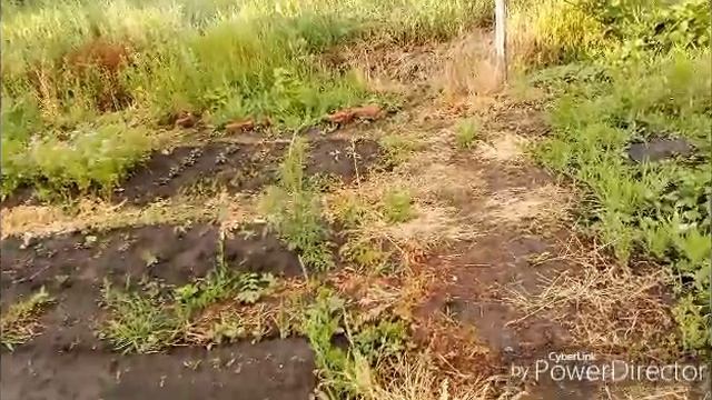 Дождь заливает конкретно, приболела.