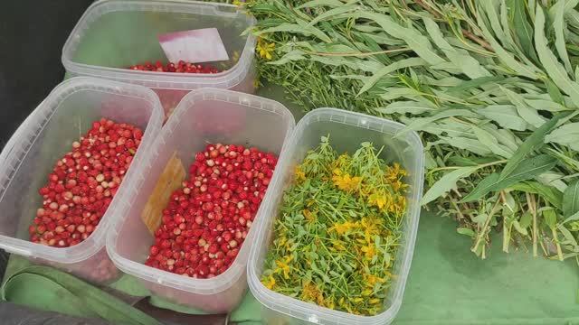 Сходили в лес собрали немного земляники и заодно собрали донник и зверобой .