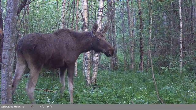 лось