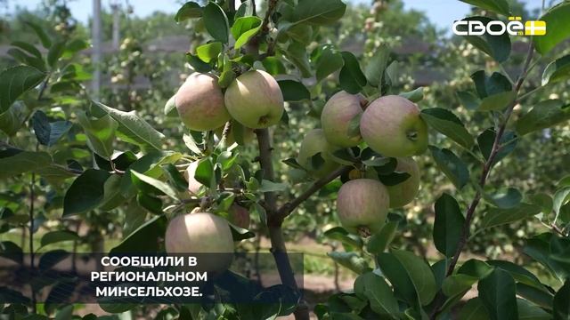 В шестой школе станицы Барсуковской создадут яблоневый сад
