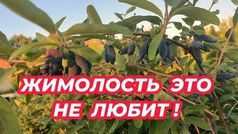 Что не любит жимолость? 6 главных ошибок при выращивании, которые губят урожай