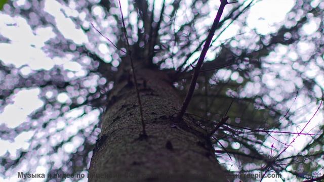 Музыка ведёт туда, где заканчиваются слова - Yallery Brown -- Nutmeg -- Lore!