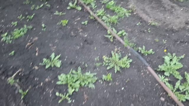 1000023455.mp4
Влог.Наша повседневная жизнь (71)огородная рутина