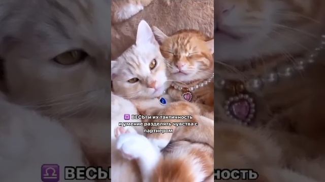 Знаки зодиака и их достоинства