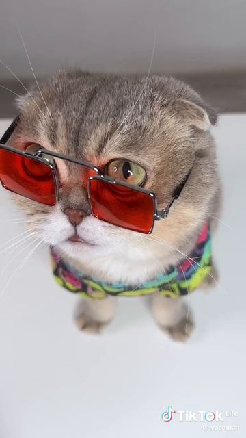 Да-да 😹
