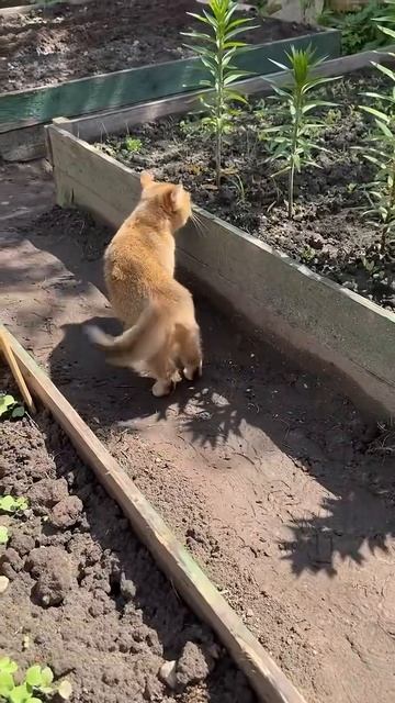 Кто такие мышки? Не, не знаю!