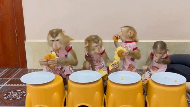 Обезьянки едят БУЛОЧКИ Тянут рукии просят  побольше УЛЫБКА КОСНЕТСЯ ВАШИХ ГУБ