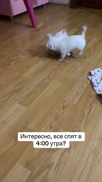 спасите..