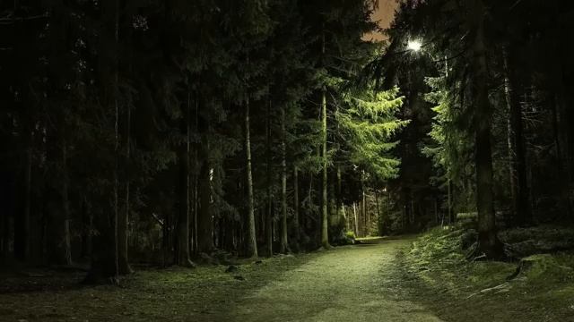 Ночной лес и благодарственная природа под небом часть 4