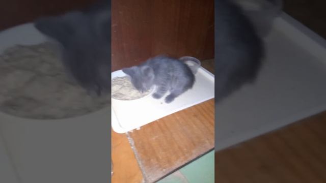 Какие-то не люди выбросили в посадку маленьких котят на съедение собакам. Забрали их в пристройку ,н