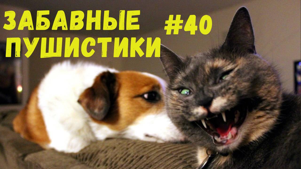 Я РЖАЛ ДО СЛЕЗ 😹 СМЕШНЫЕ КОШКИ И СОБАКИ  СМЕШНЫЕ ЖИВОТНЫЕ 2025 😹 ЛУЧШИЕ ПРИКОЛЫ #40