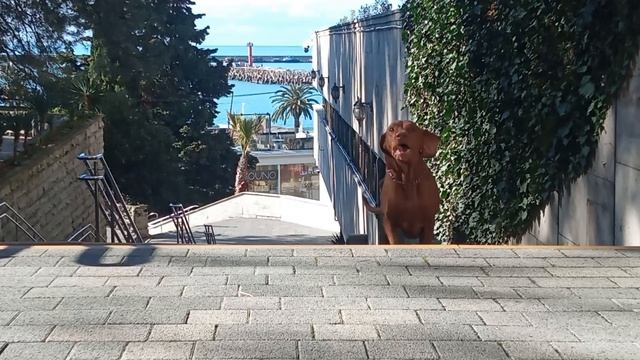 Венгерская Выжла Сочи