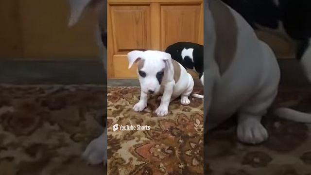 1000003146.mp4