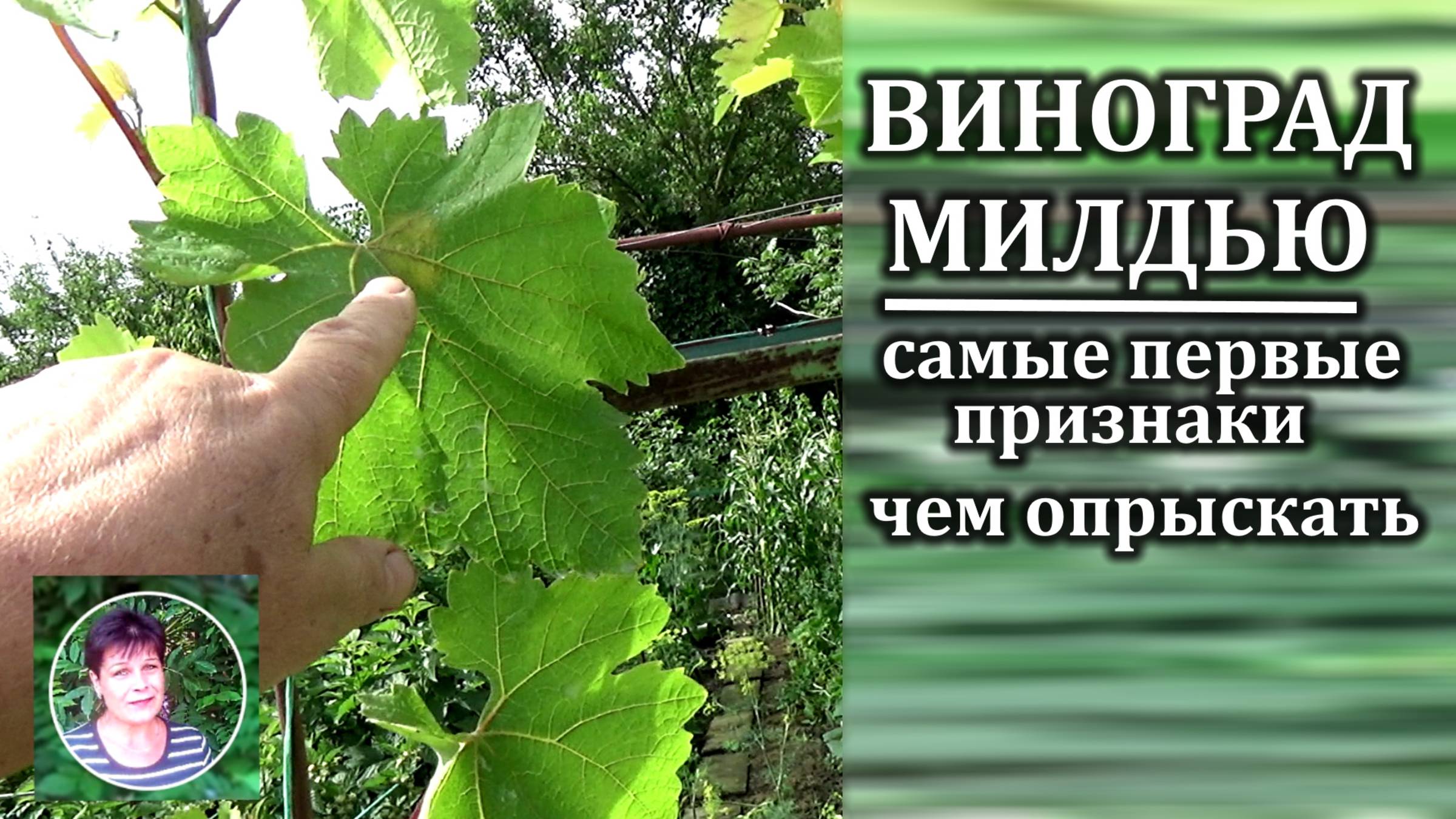 Милдью на винограде Первые признаки и эффективные препараты для спасения урожая