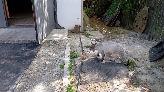 Собака. Кот. Том и Коты