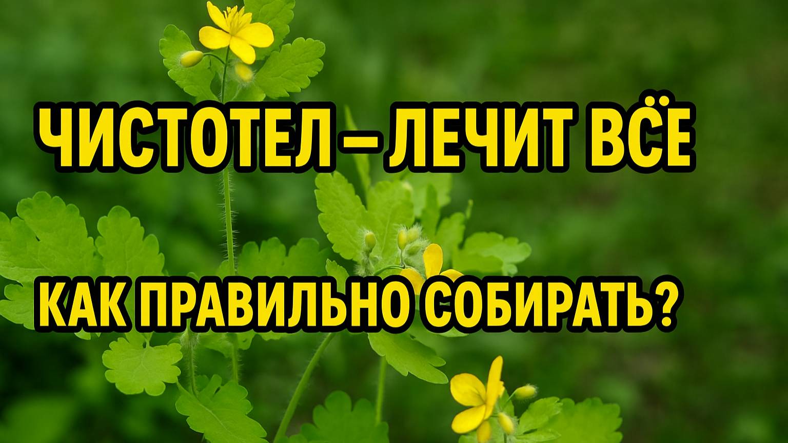 ЧИСТОТЕЛ спасёт печень, кожу и нервы! Как правильно собирать и заготовить