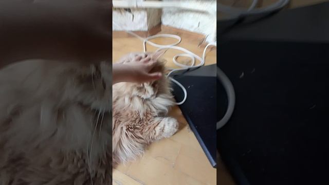 Мой котяра Макс не хочет уходить :( 
Знакомство с котиками будет позже