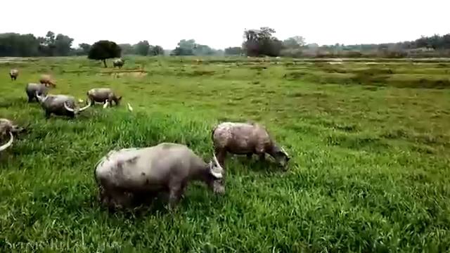 Животные и природа. Успокаивающая музыка