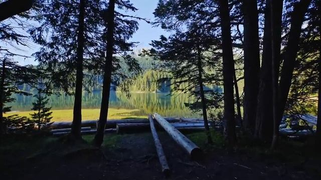 Забавные и милые моменты с животными