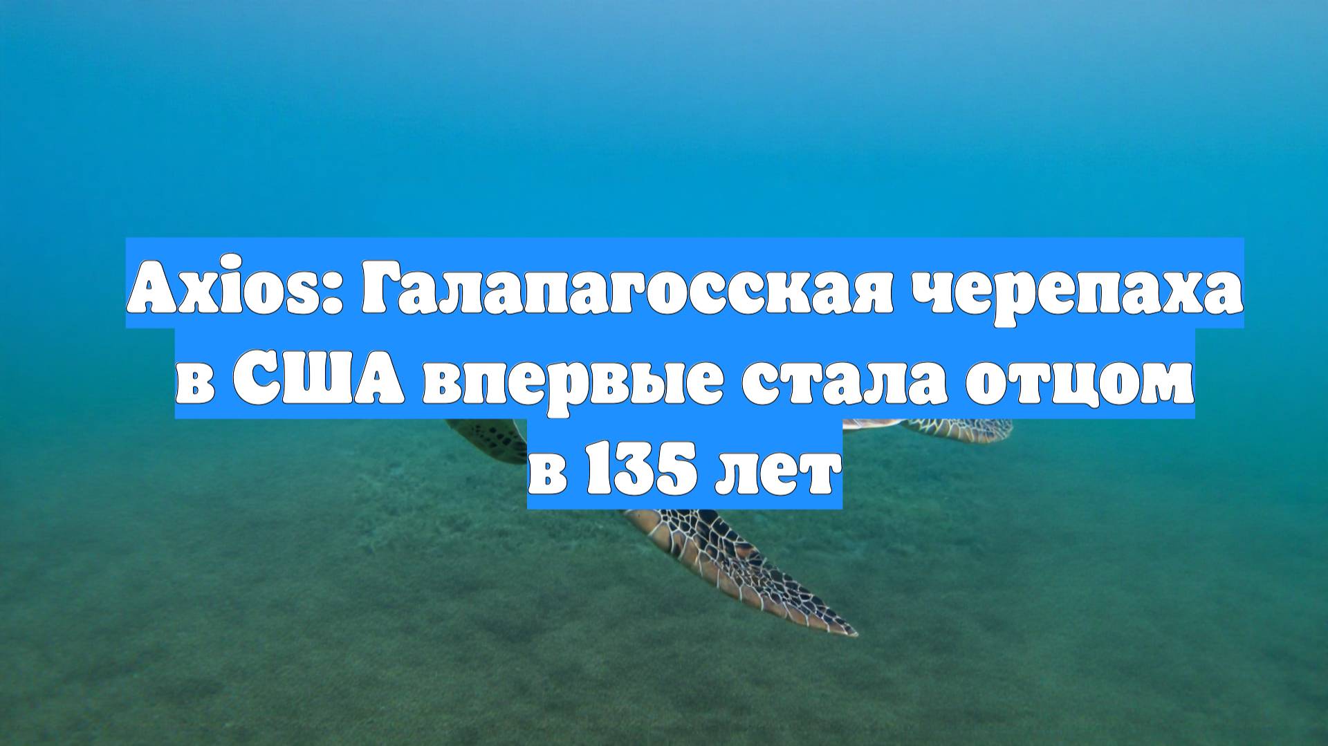 Axios: Галапагосская черепаха в США впервые стала отцом в 135 лет