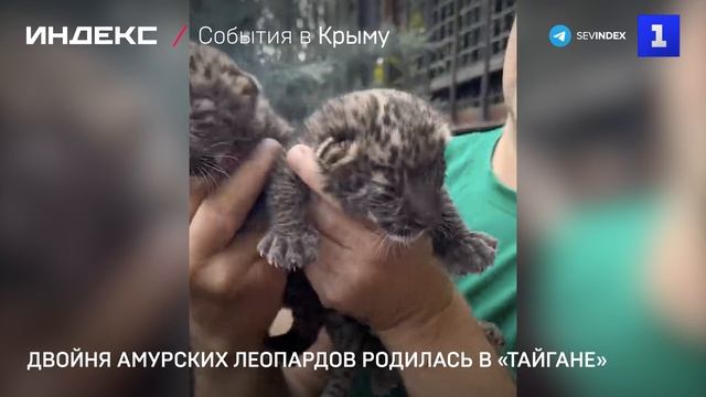 Двойня амурских леопардов родилась в «Тайгане»