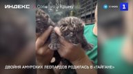 Двойня амурских леопардов родилась в «Тайгане»