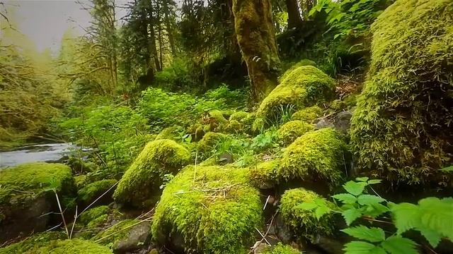 Фантастическая природа под успокаивающие звуки часть 4