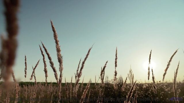 Трек, который звучит так, будто он написан для поцелуев! - 05 Avecitos ft. Shira Netanya, Avi Burg -
