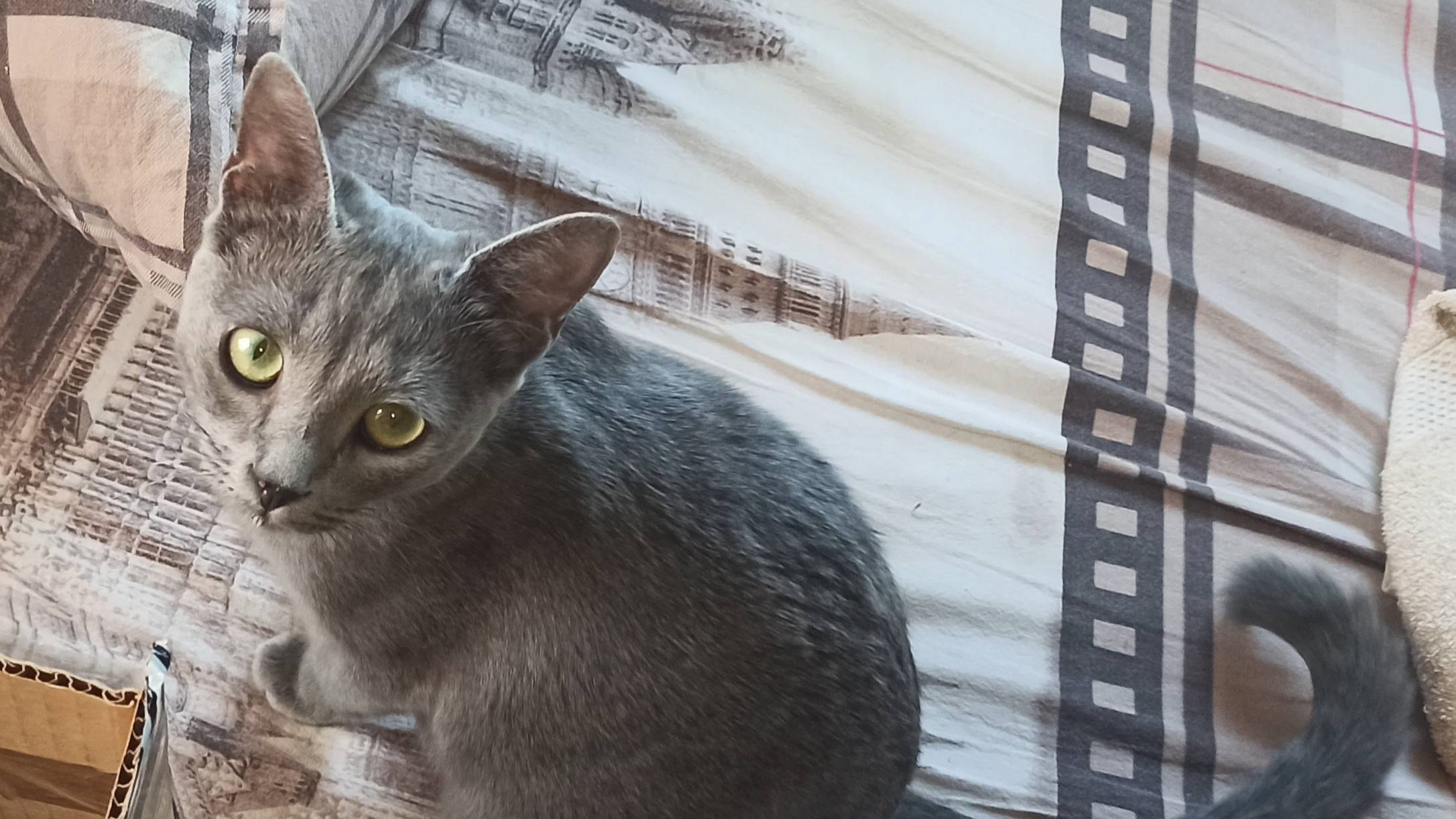 котята знакомятся с мышами 1