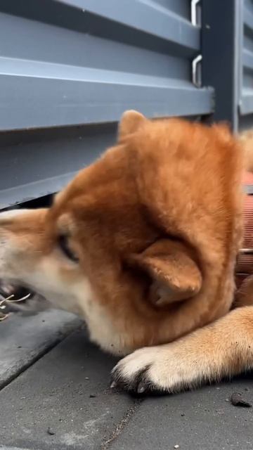 Осторожно, злая собака Ч.2 #柴犬 #siba #sibainu #柴犬 #сиба #сибаину #shibainu#犬服 #ペット用品 #子犬 #shibalove