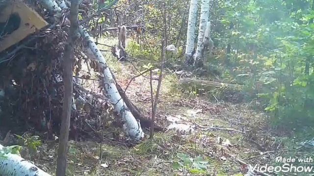 Фото ловушка в блези поселка "Амурск".