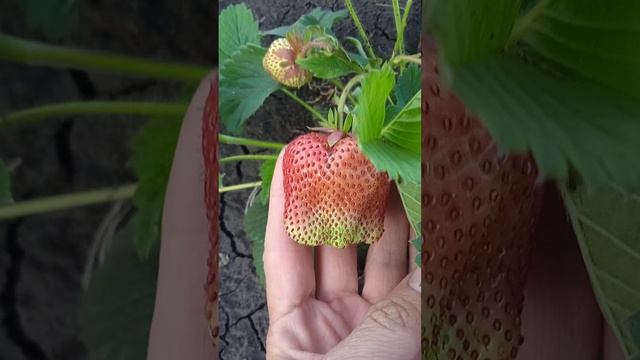 Клубника Гигантелла оправдывает свое название