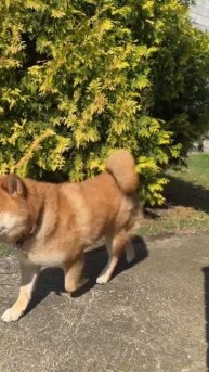 Выходной день сибани-путешественницы