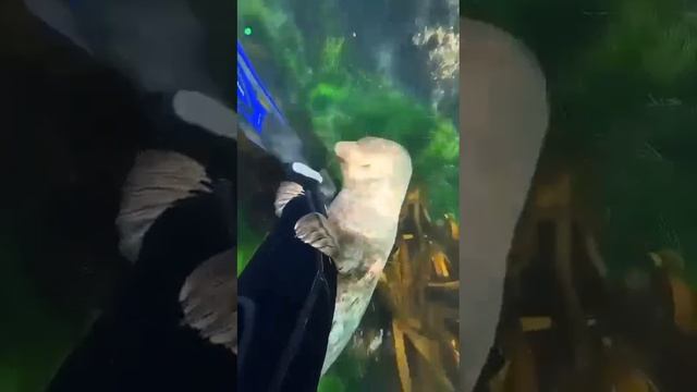 Подводный мир